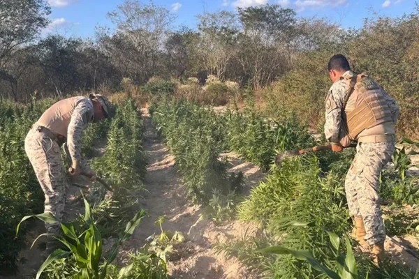 Imagem colorida de policiais em plantação de maconha - Metrópoles