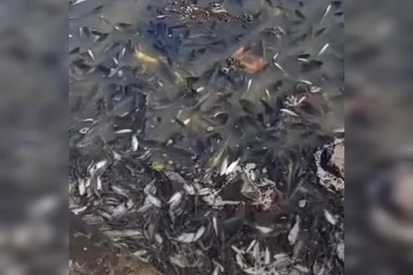 foto colorida de peixes mortos na Represa da Cica, em Presidente Prudente (SP) - Metrópoles