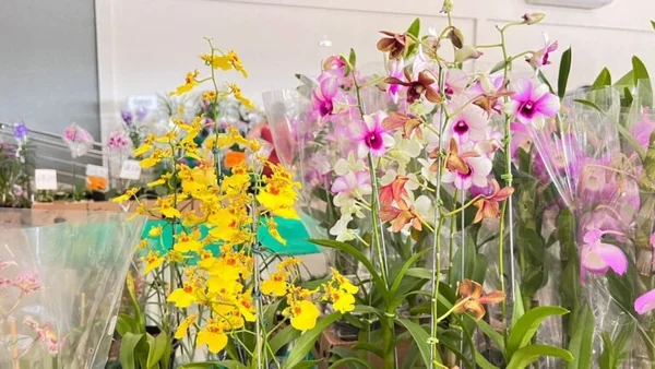 Exposição reúne mais de mil espécies de orquídeas em Aparecida (GO)