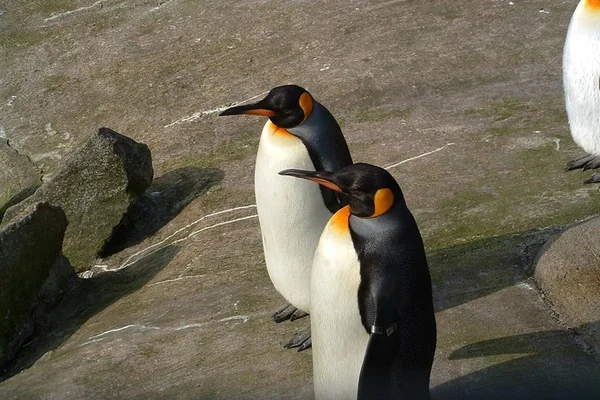 Pinguins