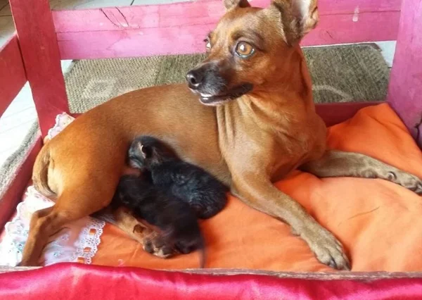 Cadela adota gatos recém-nascidos em Tocantins