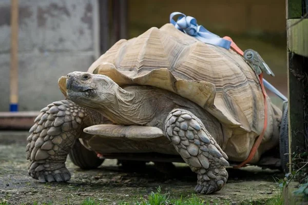 Tartaruga desenvolve artrite após fazer muito sexo