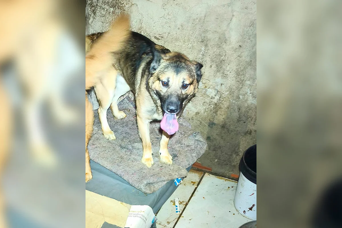 Fotos dos cachorros no momento do resgate do cativeiro