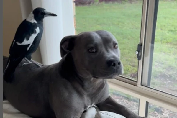 Foto colorida de um cachorro e uma ave - Metrópoles