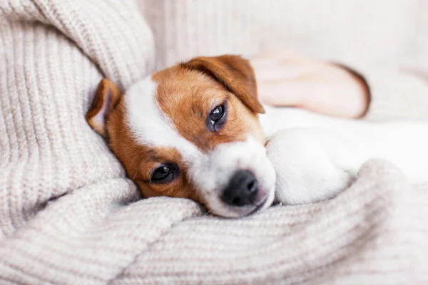 Cachorrinho triste deitado na cama