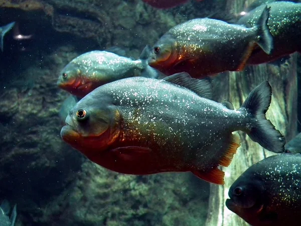 Banhistas são atacados por piranhas nas praias de rios em SP e PR
