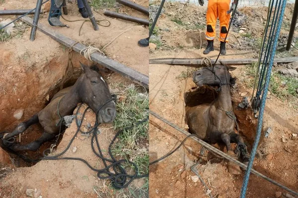 Cavalo cai em buraco e fica soterrado em BH. Veja imagens
