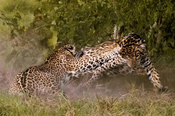briga entre onças no pantanal