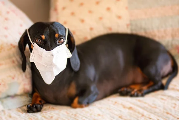 Pets de máscara coronavirus