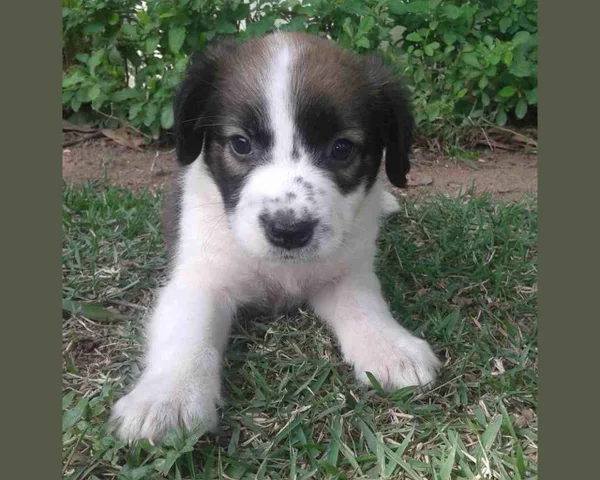 Vitória (ES) terá feira de adoção de animais nesse sábado (28/5)