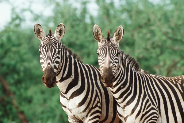 Foto colorida de zebras - Preto no branco: entenda para que servem as listras das zebras - Metrópoles
