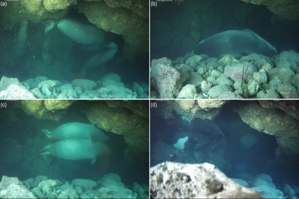 Imagem colorida de fotografias das focas nas cavernas subaquática - Metrópoles