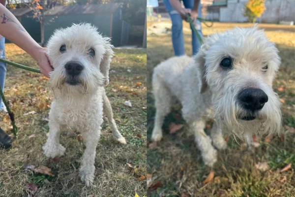 Montagem de duas imagens coloridas de poodle recuperado