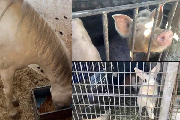 Montagem com fotos coloridas de cavalo comendo, a esquerda, porco com focinho em gradil, direita acima, e coelho em gaiola, direita abaixo - Metrópoles