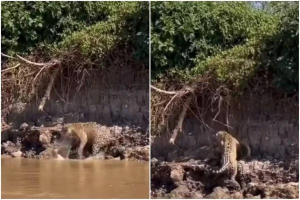 imagem colorida confronto onça e sucuri pantanal