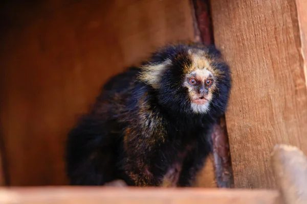 Sagui - Metrópoles