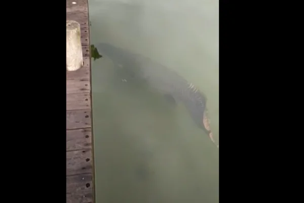 Vídeo: pirarucu de 1,3 metro é flagrado no Lago Paranoá
