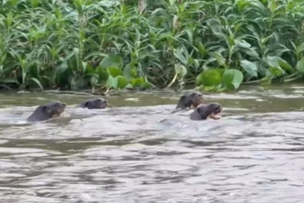 Ariranhas descem rio "gritando" e quebram o silêncio no Pantanal