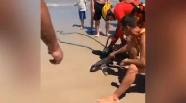 Filhote de tubarão aparece em praia de Itapema e assusta banhistas