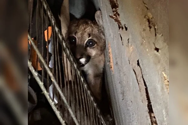 Vídeo. Onça é resgatada após ser acuada por cachorros em Caldas Novas