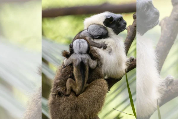 Zoológico de SP registra nascimento inédito de raros sauins-de-coleira