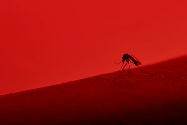 mosquito