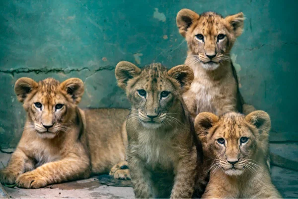 Os quatro filhotes de leão nasceram em novembro no Zoo de São Paulo. Eles estão na maternidade e podem ser vistos pelo público por uma TV - Metrópoles