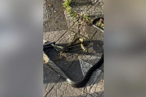Imagem colorida mostra cobra mais veloz do país resgatada - Metrópoles