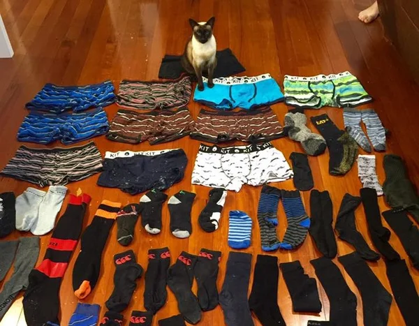 Gata esperta “rouba” cuecas e meias de vizinhos na Nova Zelândia