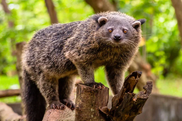 Imagem colorida de binturongs - Metrópoles