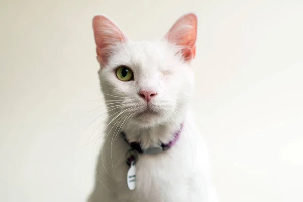 Fotógrafo incentiva público a adotar gatos que perderam a visão