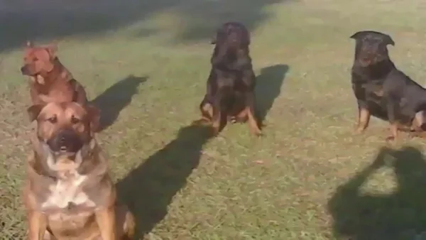 Cachorros atacam idoso e comem 70% do corpo dele