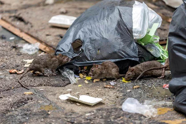 Saiba o que é peste bubônica. Suspeita da doença assustou o país