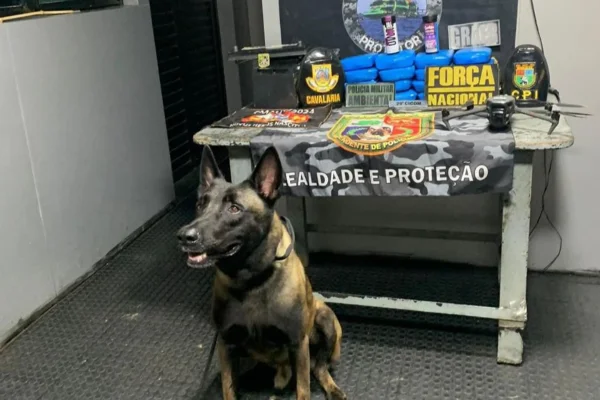 AM: cão farejador Sheriff encontra cocaína dentro de esteira e bateria