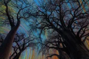 Vencedor da categoria Paisagens Celestes: "Botswana Star Trail" Vencedor da categoria Paisagens Celestes: "Botswana Star Trail"