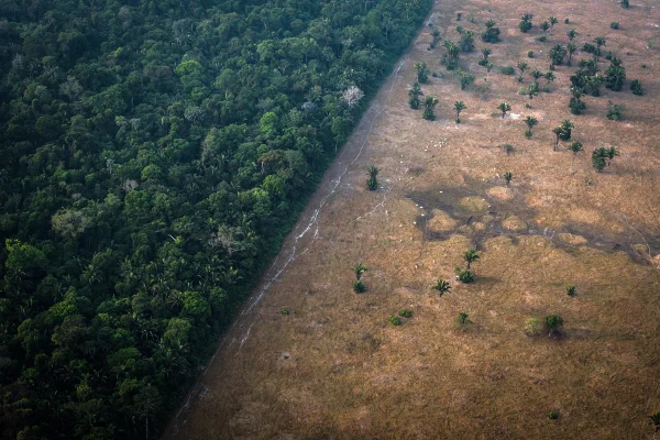 Foto colorida de floresta tropical desmatada pela crise climática - Metrópoles