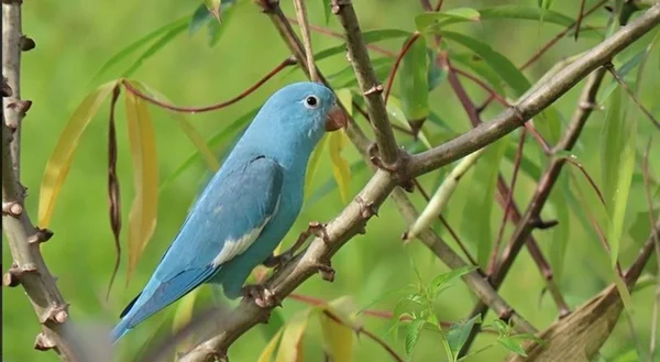 Imagem colorida de periquito azul raro - Metrópoles