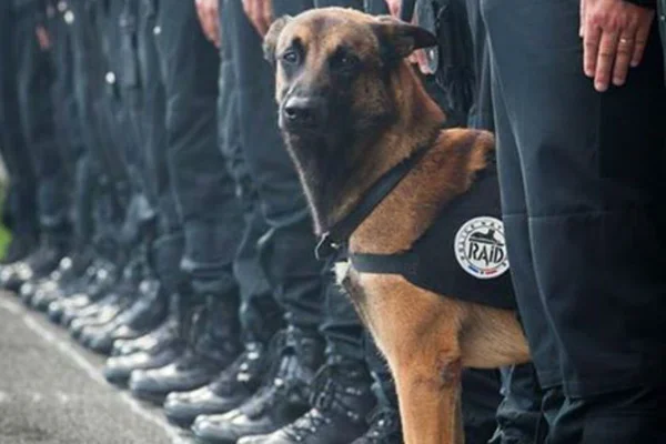 #JesuisChien. PETA presta homenagem a Diesel, cadela morta durante combate a terroristas em Paris