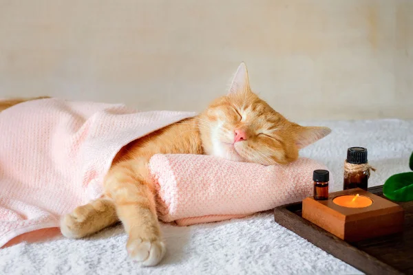 gato dourado dormindo em caminha ao lado de uma vela