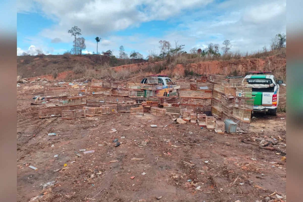 As gaiolas, armadilhas e transportadores apreendidos foram destruídos e inutilizados no aterro sanitário municipal. As gaiolas, armadilhas e transportadores apreendidos foram destruídos e inutilizados no aterro sanitário municipal.