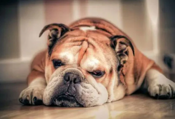 Cachorro deitado sonolento no chão da cor marrom