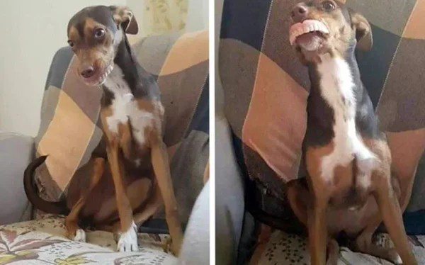 cachorra com dentadura