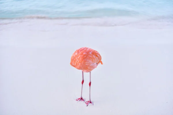 Flamingo coçando a barriga em praia em Aruba