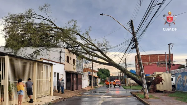 Árvore cai em cima de casa e assusta moradores do Paranoá
