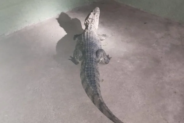 Imagem colorida de jacaré resgatado em córrego. Metrópoles