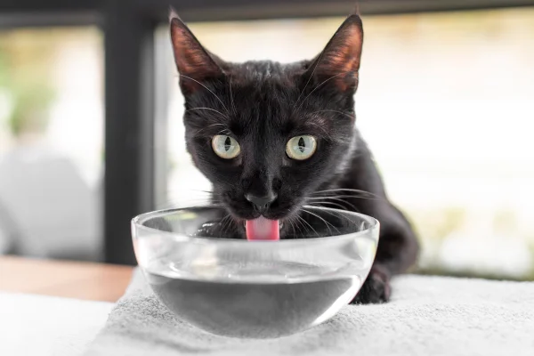 Imagem colorida de gato preto bebendo água em uma vasilha de vidro