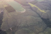 Mudas de espécie em extinção serão plantadas no local 
