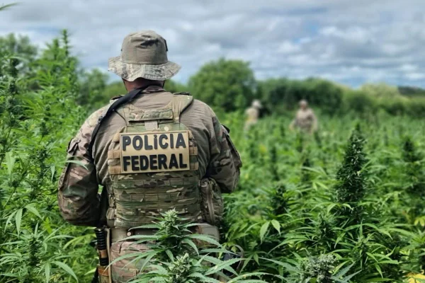 Foto colorida de plantações de maconha no sertão de Pernambuco - Metrópoles