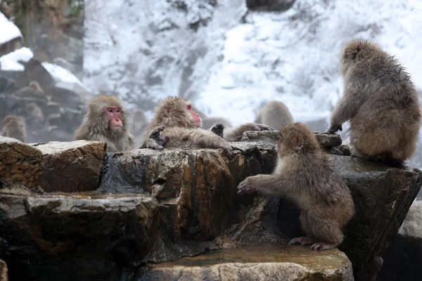 Imagem colorida de macaco no Parque do macaco da neve - Metrópoles