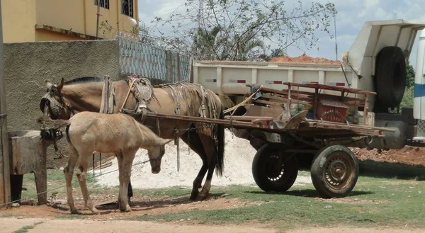 Lei proíbe a circulação de carroceiros nas ruas do DF